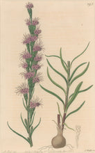 Load image into Gallery viewer, Sweet Pl. 595