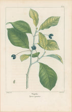 Load image into Gallery viewer, Michaux, Fracois Andre "Plate 111- Tupelo"
