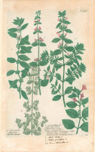 Load image into Gallery viewer, Weinmann, Johann Wilhelm Pl. 280