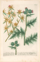 Load image into Gallery viewer, Weinmann, Johann Wilhelm Pl. 317