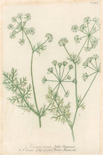 Load image into Gallery viewer, Weinmann, Johann Wilhelm Pl. 321