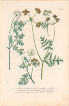 Load image into Gallery viewer, Weinmann, Johann Wilhelm Pl. 344