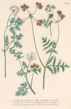 Load image into Gallery viewer, Weinmann, Johann Wilhelm Pl. 344