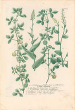 Load image into Gallery viewer, Weinmann, Johann Wilhelm Pl. 401