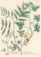 Load image into Gallery viewer, Weinmann, Johann Wilhelm Pl. 405