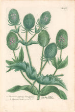 Load image into Gallery viewer, Weinmann, Johann Wilhelm Pl. 467