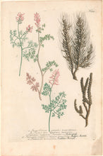 Load image into Gallery viewer, Weinmann, Johann Wilhelm Pl. 519