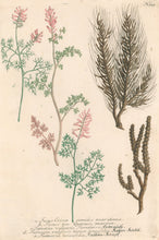 Load image into Gallery viewer, Weinmann, Johann Wilhelm Pl. 519