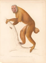 Load image into Gallery viewer, Werner Pl. XXX "Brachyure Rubicond, Brachyurus rubiccundus"