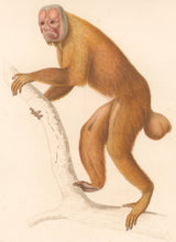 Load image into Gallery viewer, Werner Pl. XXX "Brachyure Rubicond, Brachyurus rubiccundus"