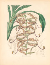 Load image into Gallery viewer, Mills &quot;Cycnoches maculata.&quot; From &quot;The Botanist&quot;
