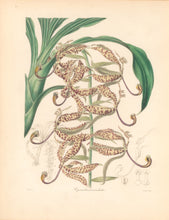 Load image into Gallery viewer, Mills "Cycnoches maculata." From "The Botanist"