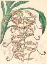 Load image into Gallery viewer, Mills &quot;Cycnoches maculata.&quot; From &quot;The Botanist&quot;
