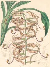Load image into Gallery viewer, Mills "Cycnoches maculata." From "The Botanist"