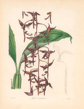 Load image into Gallery viewer, Taylor "Gongora atropurpurea." From "The Botanist"