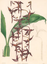 Load image into Gallery viewer, Taylor "Gongora atropurpurea." From "The Botanist"