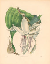 Load image into Gallery viewer, Withers "Stanhopea eburnea." From "The Botanist"