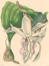 Load image into Gallery viewer, Withers "Stanhopea eburnea." From "The Botanist"