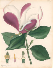 Load image into Gallery viewer, Andrews, H.C. Pl. 324. "Magnolia purpurea. Purple-flowered Magnolia"