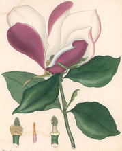 Load image into Gallery viewer, Andrews, H.C. Pl. 324. "Magnolia purpurea. Purple-flowered Magnolia"