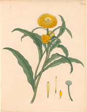 Load image into Gallery viewer, Andrews, H.C. Pl. 375. "Xeranthemum Bracteatum. Wood-leaved Eternal Flower"