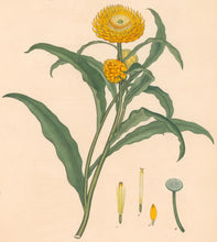 Load image into Gallery viewer, Andrews, H.C. Pl. 375. "Xeranthemum Bracteatum. Wood-leaved Eternal Flower"