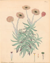 Load image into Gallery viewer, Andrews, H.C. Pl. 384. "Xeranthemum Variegatum. Variegated Eternal Flower"