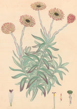 Load image into Gallery viewer, Andrews, H.C. Pl. 384. "Xeranthemum Variegatum. Variegated Eternal Flower"