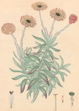 Load image into Gallery viewer, Andrews, H.C. Pl. 384. &quot;Xeranthemum Variegatum. Variegated Eternal Flower&quot;
