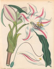 Load image into Gallery viewer, Andrews, H.C. Pl. 390. &quot;Amaryllis Spectabilis. Waved-leaved Amaryllis&quot;
