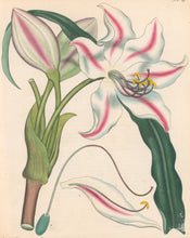 Load image into Gallery viewer, Andrews, H.C. Pl. 390. &quot;Amaryllis Spectabilis. Waved-leaved Amaryllis&quot;
