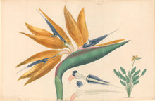 Load image into Gallery viewer, Andrews, H.C. Pl. 432. &quot;Strelitzia Reginae.&quot; [Bird of Paradise or Crane Flower]
