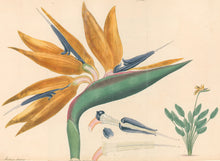 Load image into Gallery viewer, Andrews, H.C. Pl. 432. &quot;Strelitzia Reginae.&quot; [Bird of Paradise or Crane Flower]
