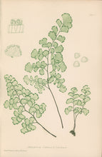 Load image into Gallery viewer, Bradbury, Henry  Plate 100