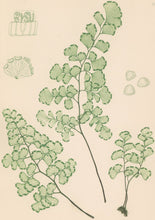 Load image into Gallery viewer, Bradbury, Henry  Plate 100