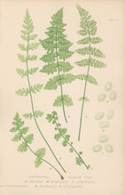 Load image into Gallery viewer, Bradbury, Henry  Plate 102