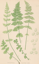 Load image into Gallery viewer, Bradbury, Henry  Plate 102
