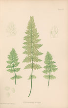 Load image into Gallery viewer, Bradbury, Henry  Plate 103