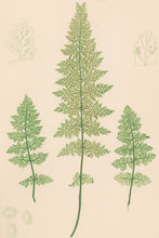 Load image into Gallery viewer, Bradbury, Henry  Plate 103