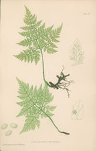 Load image into Gallery viewer, Bradbury, Henry  Plate 104