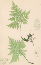 Load image into Gallery viewer, Bradbury, Henry  Plate 104