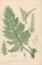 Load image into Gallery viewer, Bradbury, Henry  Plate 107
