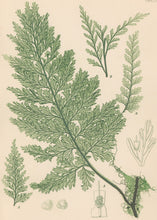 Load image into Gallery viewer, Bradbury, Henry  Plate 107