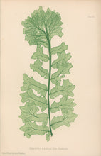 Load image into Gallery viewer, Bradbury, Henry  Plate 111.