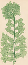 Load image into Gallery viewer, Bradbury, Henry  Plate 111.