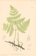 Load image into Gallery viewer, Bradbury, Henry   Plate 11