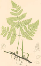 Load image into Gallery viewer, Bradbury, Henry   Plate 11