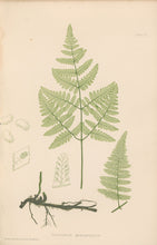 Load image into Gallery viewer, Bradbury, Henry  Plate 12