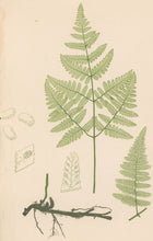 Load image into Gallery viewer, Bradbury, Henry  Plate 12