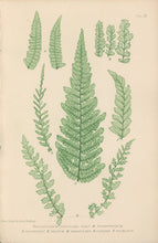 Load image into Gallery viewer, Bradbury, Henry  Plate 20